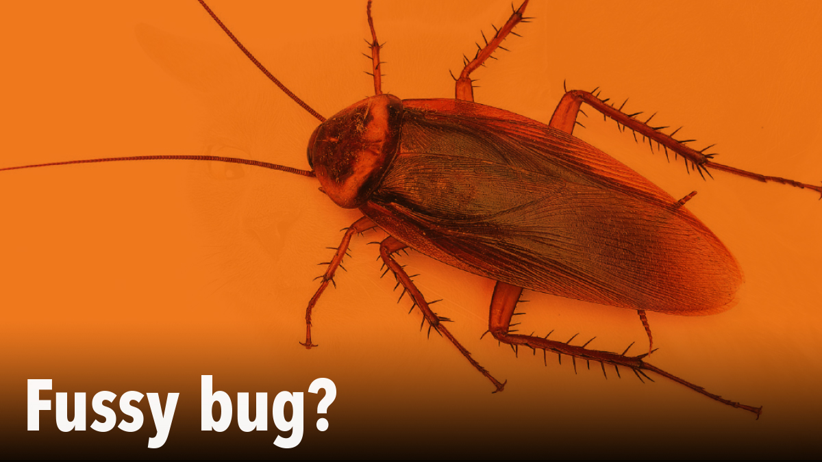 Fussy bugs in PPC magazine